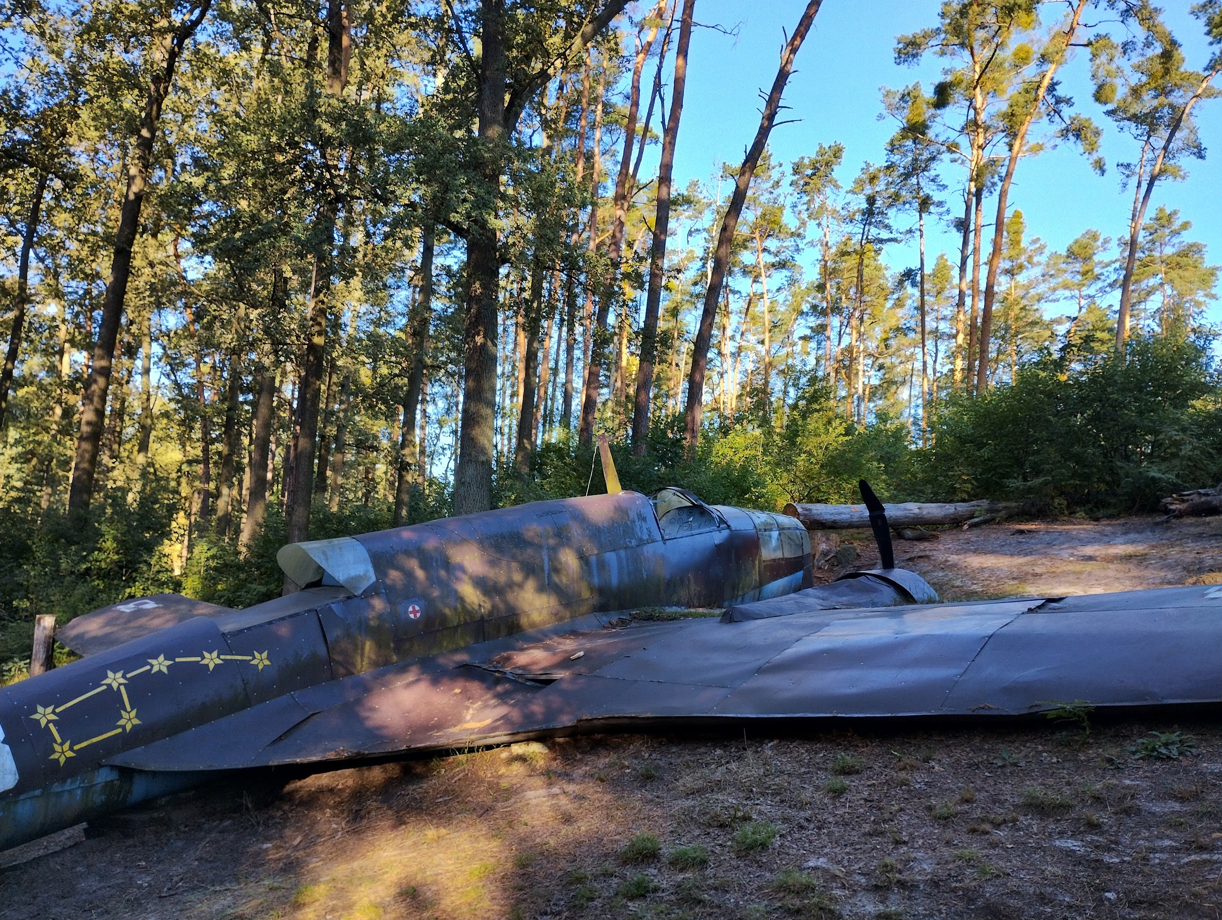 Moose from Dłutowskiego Forest